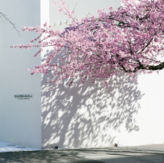 【名古屋で一番早く咲く桜！】大階段×桜ウエディングフェア
